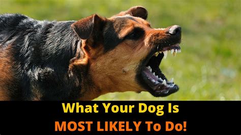 Why Do Dogs Protect You
