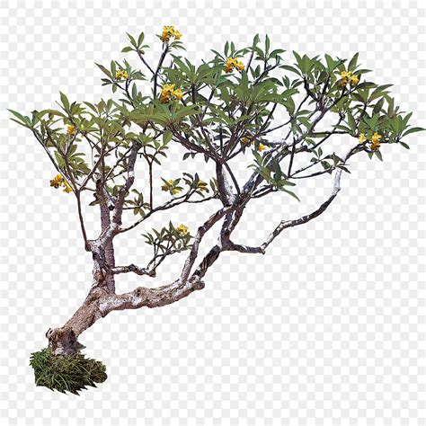 pohon kurma png vector psd  clipart  transparent background