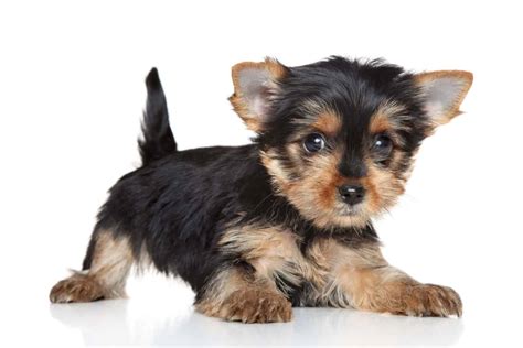 Small-sized dog breeds make great lap dogs, stay tiny, adorable