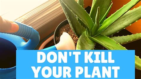 How I Water My Indoor Aloe Vera Plant Aloe Vera Plant Watering Tips