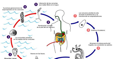 Microbiologia Ciclo Biológico de los Parásitos