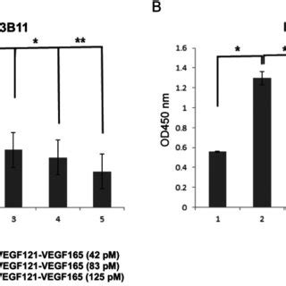 Effects Of The Vegf Vegf On Tube Formation Assay A B