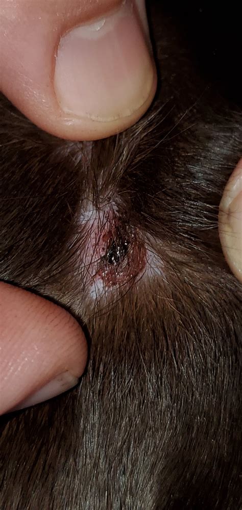 What Happens If A Tick Head Is Stuck In Dog