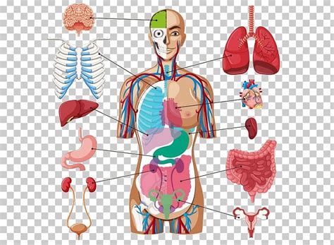 Body Organ Chart Diagram - Human Body Organ Diagram Anatomy Png Clipart