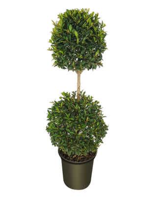 Eugenia 2 Ball Topiary PlantVine