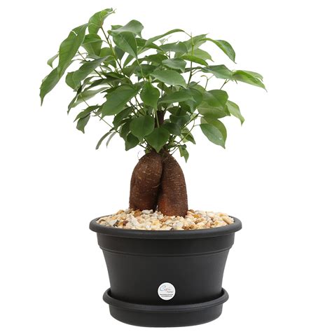 Costa Farms Ficus Bonsai - irrigation supplies