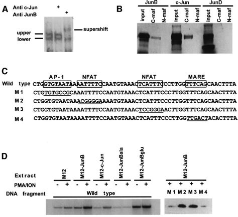 Junb Binds The Il 4 Promoter Synergistically With C Maf A Download Scientific Diagram