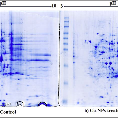 Two Dimensional Electrophoresis Gels Of Common Carp Liver Following