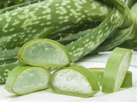 Aloe Vera Health Benefits Uses Side Effects And More