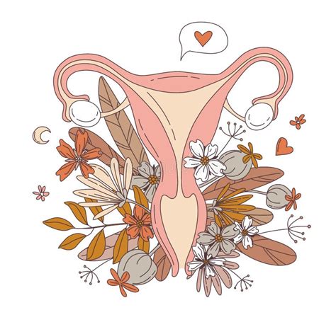 Women Reproductive System Stock Vector Illustration Of Girl 23547417