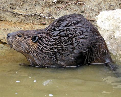 Beaver Pictures & Facts