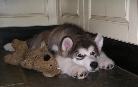 Male Alaskan Malamute Majyk Catua Alaskan Malamute