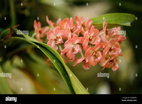 Orchid Garden Kuching Sarawak Malaysia Stock Photo Alamy