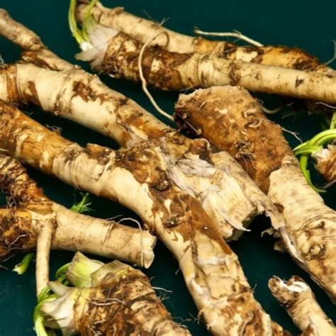 Хрен, Щавель, Мелиса все домашнее и другое – купить в Москве, цена 100 ...