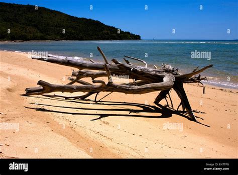 Beach And Sand In Nosy Be Madagascar Lowtide And Tree Stock Photo Alamy