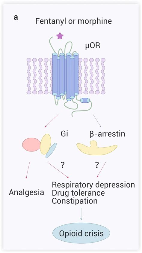 Cell 重磅 Morphine 和 Fentanyl 的变身 MedChemExpress 技术前沿 生物在线 Lab on Web