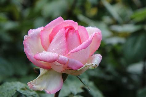50000 多张免费的 玫瑰花丛”和 玫瑰花”照片 Pixabay