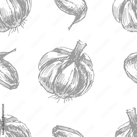 Garlic Vegetables Vector Graphics Sketch Doodle Illustration Hand Drawn Print Textile Vintage