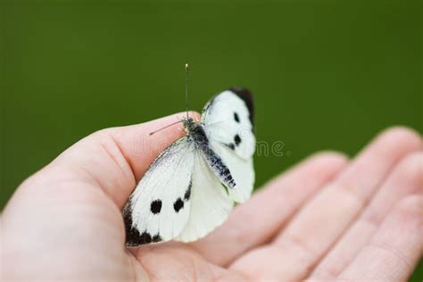 Grands Papillon De Chou Blanc Ou Brassicae De Pieris Se Reposant Sur