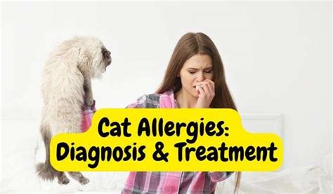 how to fix a cat allergy