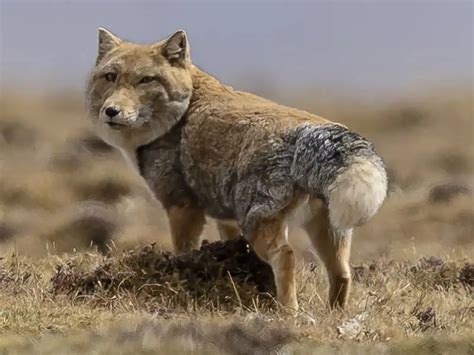 Tibetan Fox Basic Species Information Wildlife Informer