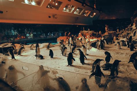 Penguin Experience at SeaWorld San Diego – PAC's Worlds