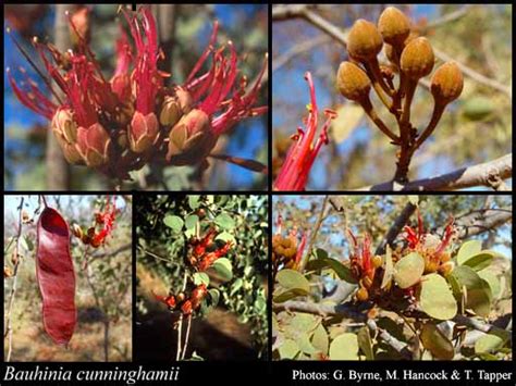 Photograph Bauhinia Cunninghamii Benth Benth Florabase