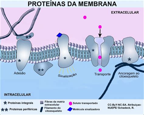 Estrutura Da Membrana Plasm Tica Nuepe Ufpr