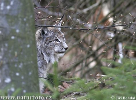 Lynx Photos, Lynx Images, Nature Wildlife Pictures | NaturePhoto