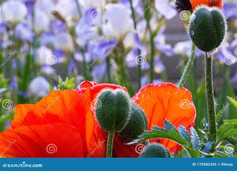 Papaver Has Medicinal Properties Stems Contain Latex Milk Latex In