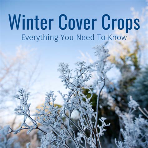 winter cover crops       seed