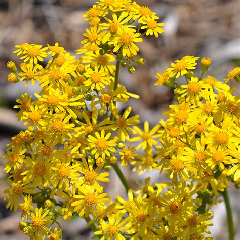 Packera Glabella Butterweed Plaquemines Parish Chickadee Natives