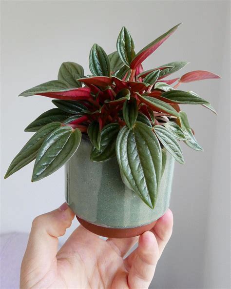 Peperomia Rosso Care And Growing Tips Plantcarefully