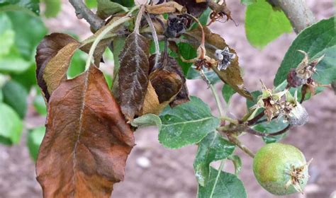 Apple Diseases — Research — Penn State College Of Agricultural Sciences