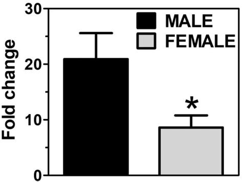 Figure 1 From Sex Differences In Vascular Reactivity In Mesenteric