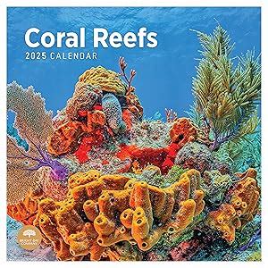 Amazon 2025 Lingerie Monthly Wall Calendar By Bright Day 12 X 12 Inch