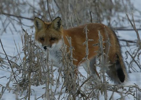 | Iowa Wildlife Habitat Services