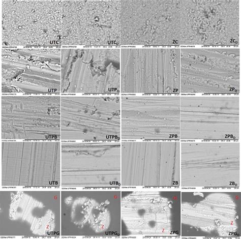 -Scanning electron micrographs at 5,000× magnification, representing ...