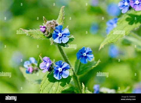 Green Alkanet Pentaglottis Sempervirens Also Know As Evergreen