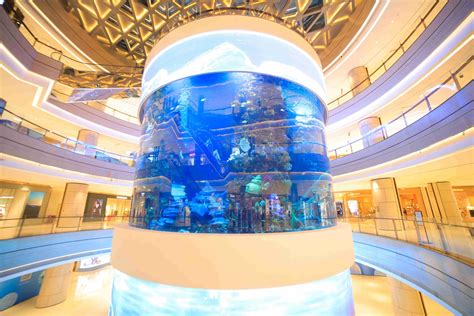 Inside the Sincere Sea Star Aquarium: A Dive To Aquatic Beauty