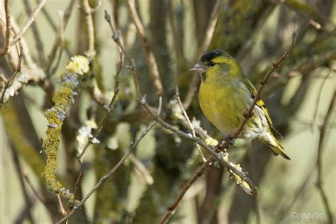 Tarin Des Aulnes Pierre Jocteur Flickr