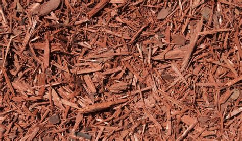 How Cedar Mulch Can Help You Repel Bugs In Your Garden Your Diy Backyard