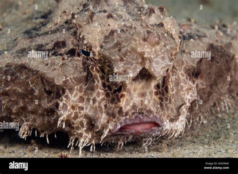 Polka Dot Batfish Ogcocephalus Radiatus Florida Usa Stock Photo Alamy