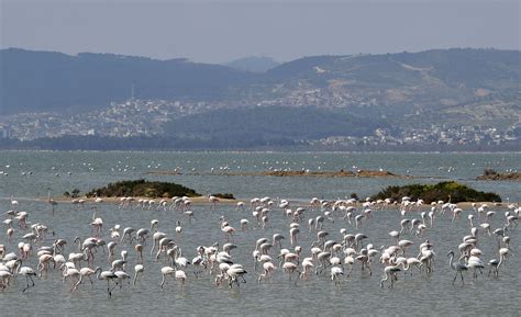 Environmentalists protecting Tunisia's migratory birds find peace and