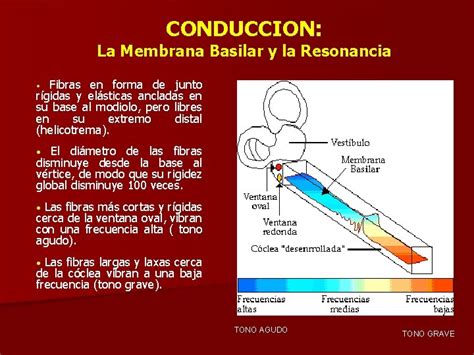 Fisiologia De La Audicion Y El Equilibrio Dra