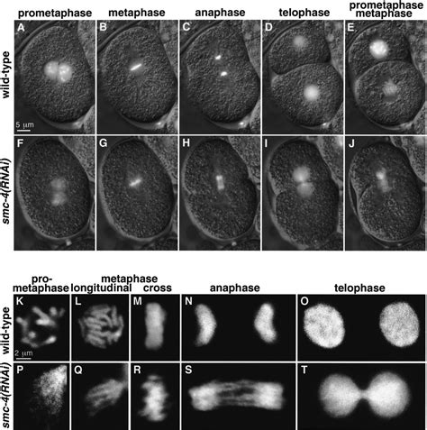 C Elegans Condensin Promotes Mitotic Chromosome Architecture