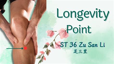 The Nr 1 Longevity Acupressure Point Revealed Live Until 180 St36 Zu