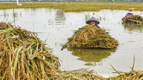 Ribuan Hektare Sawah Di Jateng Terancam Gagal Panen Akibat Banjir