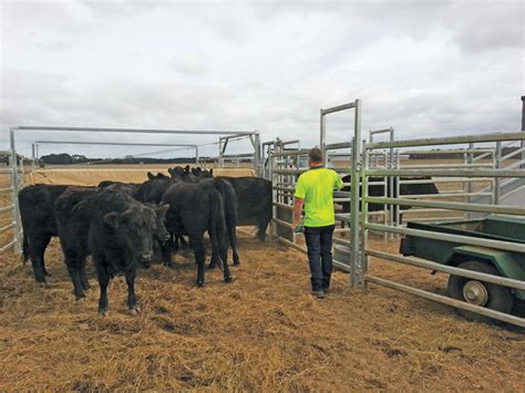 Simple Bud Box makes cattle handling easier