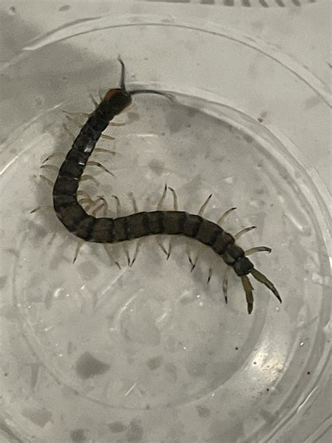 Centipede I caught in my basement in NW Georgia, obviously isn’t your
